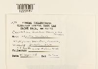 Aplopsora dicentrae image