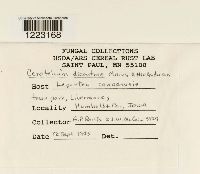 Aplopsora dicentrae image