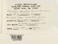 Aplopsora dicentrae image