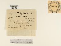 Aplopsora dicentrae image