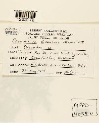 Aplopsora dicentrae image