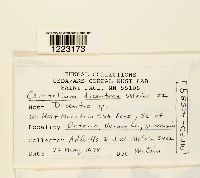 Aplopsora dicentrae image