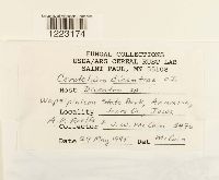 Aplopsora dicentrae image