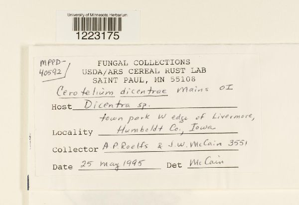 Cerotelium alienum image