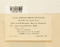 Aplopsora dicentrae image