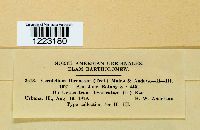 Aplopsora dicentrae image