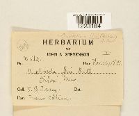 Cerotelium fici image