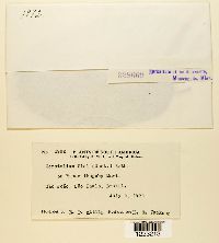 Cerotelium fici image