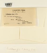 Cerotelium fici image