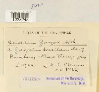 Phakopsora gossypii image