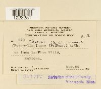 Chaconia ingae image
