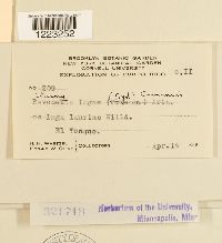 Chaconia ingae image
