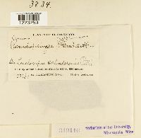 Chaconia ingae image