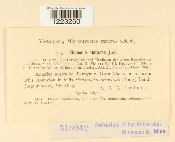 Chaconia alutacea image