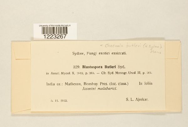 Chaconia butleri image