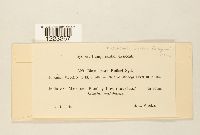 Media resource of Chaconia butleri