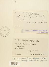 Image Associated With the Occurrence