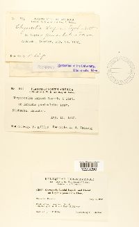 Image Associated With the Occurrence