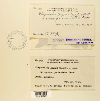 Image Associated With the Occurrence