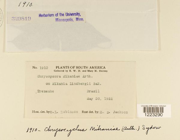 Chrysocyclus mikaniae image