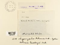 Chrysocyclus mikaniae image