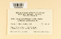 Chrysocyclus mikaniae image