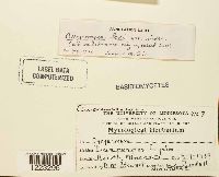 Chrysomyxa ledi image