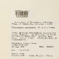 Media resource of Chrysomyxa cassandrae