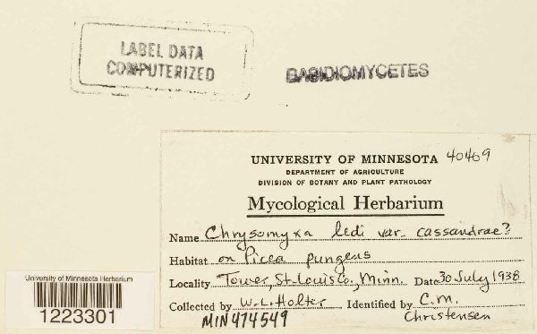 Chrysomyxa ledi var. cassandrae image