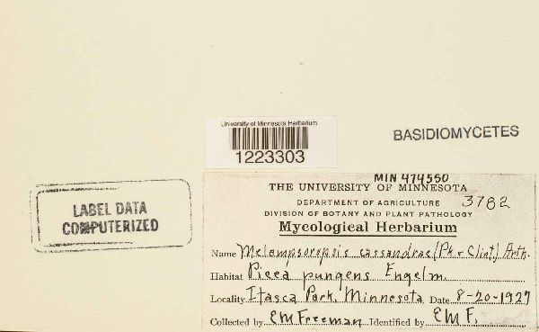 Melampsoropsis cassandrae image