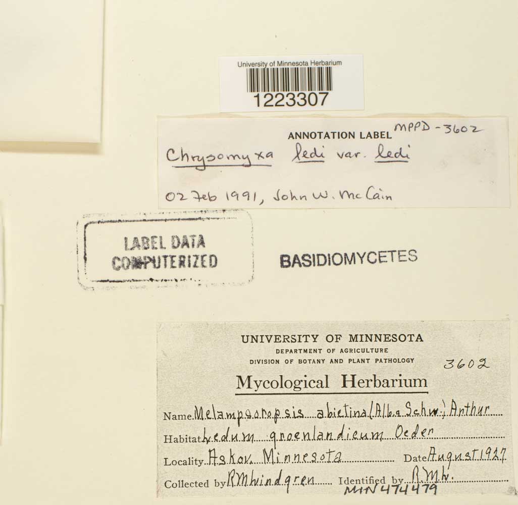 Chrysomyxa ledi var. ledi image