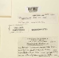 Media resource of Chrysomyxa ledi