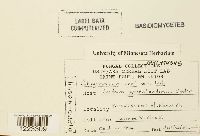 Chrysomyxa ledi var. ledi image