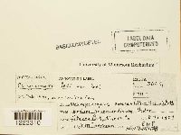 Chrysomyxa ledi var. ledi image