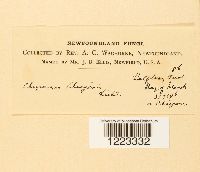 Chrysomyxa chiogenis image