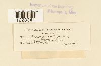 Chrysomyxa ledi image