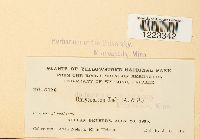 Chrysomyxa ledi image