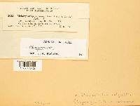 Chrysomyxa ledi image