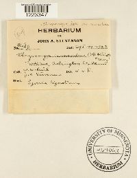 Chrysomyxa ledi image