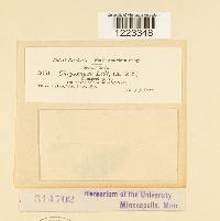 Chrysomyxa ledi image