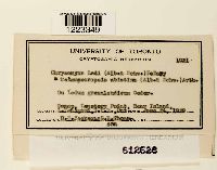 Chrysomyxa ledi image