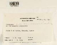 Chrysomyxa ledi image