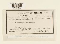 Chrysomyxa ledi image