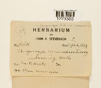 Chrysomyxa ledi image