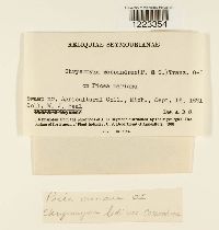 Chrysomyxa ledi image