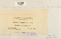 Chrysomyxa ledi image