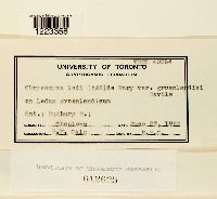 Chrysomyxa ledi image