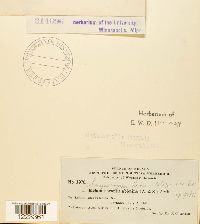 Chrysomyxa ledi image