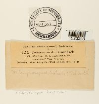 Chrysomyxa ledicola image