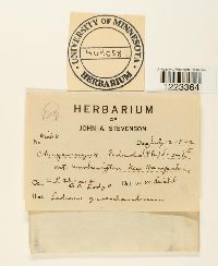 Chrysomyxa ledicola image